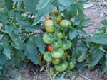 jardin_110628_-(14)w.jpg