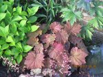 heuchera x.jpg