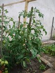 tomate.jpg