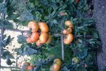 tomates_49w.jpg