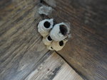 DSC01210.JPG