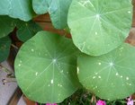 Tâches sur les feuilles des capucines
