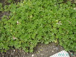 PICT5262.JPG