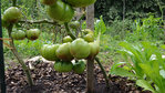 Tomates (1).JPG