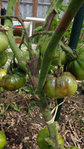 Tomates (2).JPG