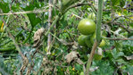 Tomates (3).JPG