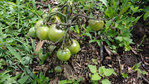 Tomates (4).JPG