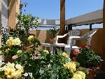 Dans l'ordre : Rosier Jaune - Rosier rose (celui utilisé pour la bouture) - Rosier saumoné non en fleur - Petit palmier issu de la germination de graines achetées dans le commerce - Citronier