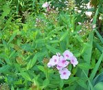 Phlox