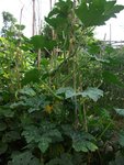 courgette coureuse 2.JPG