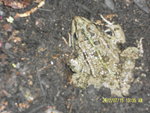 grenouille.jpg