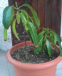 IMAG0207.jpg