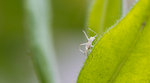 Insecte-1.jpg
