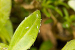 Insecte-3.jpg
