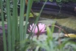 nénuphare en fleurs.JPG