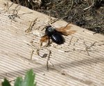 abeille menuisière.JPG