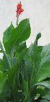 plante_edited.JPG