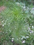 IMG_1806.jpg