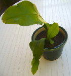 Fleurit la nuit 001.jpg