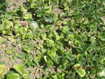 Photo 031.jpg