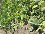 Photo 033.jpg
