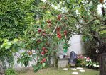branche.JPG