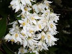 détail du deutzia