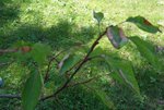 Feuille d'abricotier (2).JPG