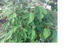 IMG_1301.JPG