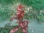 PIC120717002.jpg