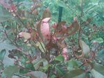 PIC120717001.jpg