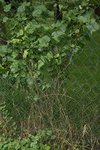 DSC07344.JPG