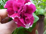 Pétunia, j'ai souvenir d'avoir acheté des graines de pétunias roses, mais pas spécifiquement ceux là !!