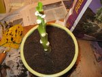 le voici dans son nouveau pot et terreau !!