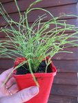 plante inconnue 001.jpg