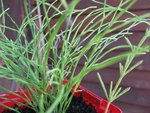 plante inconnue 002.jpg