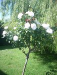 mai 2012 004.jpg