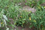 Vue d'ensemble chez les tomates cerises : plusieurs feuilles jaunes