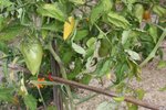 Agrandissement sur tomates cornues : feuilles tachetées et feuilles jaunes