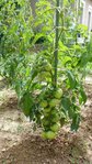 Tomates-18-07-2012.JPG