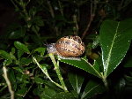 escargot-limace-orangemex1.JPG