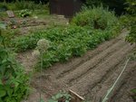 le nouveau potager.jpg