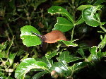 escargot-limace-orangemex3.JPG