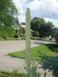 22 Juillet 2012 005.JPG