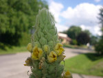 22 Juillet 2012 008.JPG