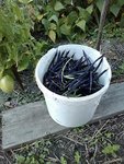 10 l haricots.jpg