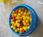 mirobolant.JPG