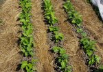 Haricots paillés RenéJPG.jpg