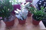 IMAG0483.jpg