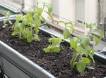 Stévia_sur_balcon.jpg